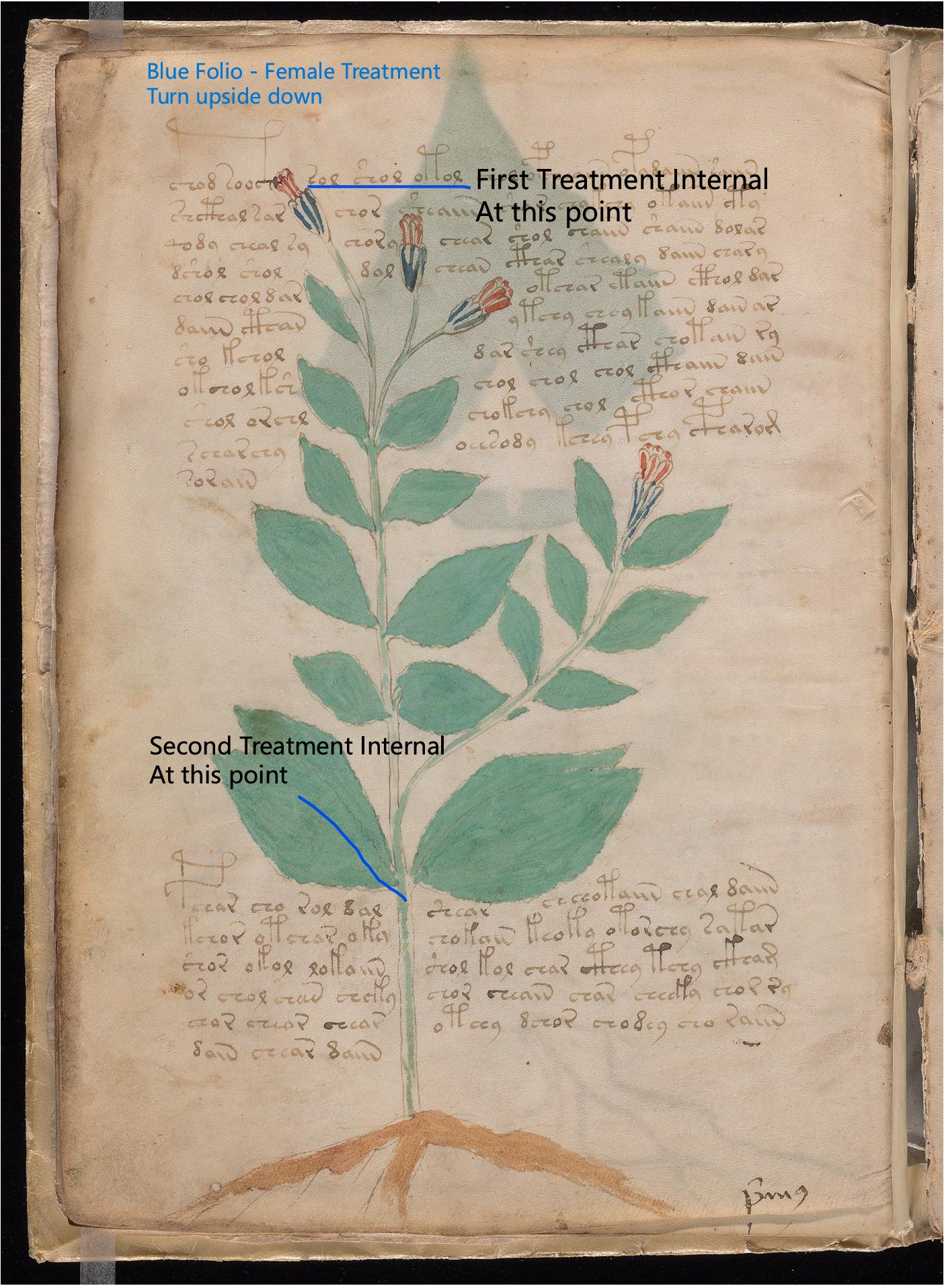 Secondary labelled diagram of Folio 8v